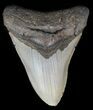 Megalodon Tooth - North Carolina #59037-1